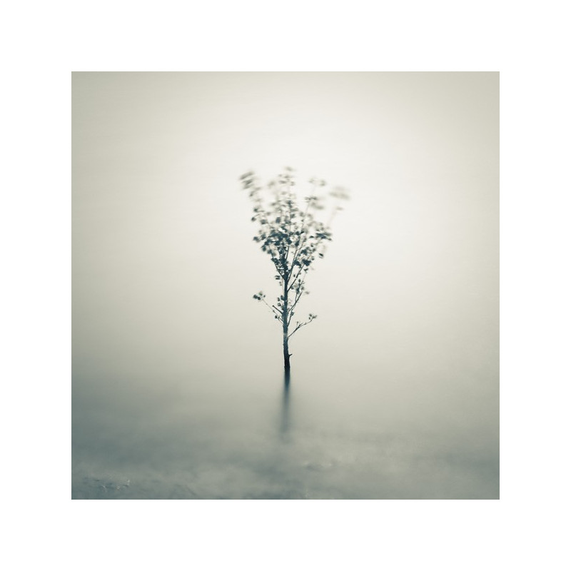 Emmanuel Correia Petit arbre sur l'eau Galerie Photo-Originale