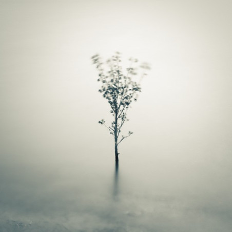 Emmanuel Correia Petit arbre sur l'eau Galerie Photo-Originale