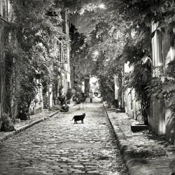 Thibaut Lafaye  Le chat de la rue des Glycines  Galerie Photo-Originale