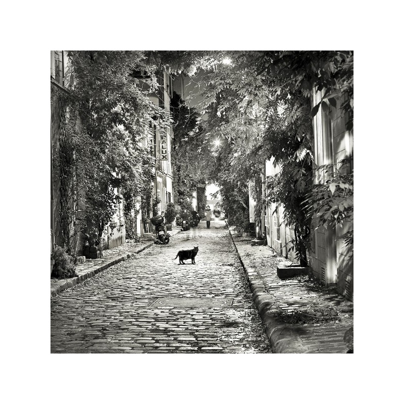 Thibaut Lafaye  Le chat de la rue des Glycines  Galerie Photo-Originale