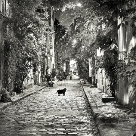 Thibaut Lafaye  Le chat de la rue des Glycines  Galerie Photo-Originale