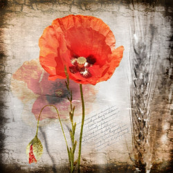 Catherine Fardeau Dites-le avec des fleurs 1