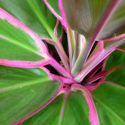 Danyvart Crinum green