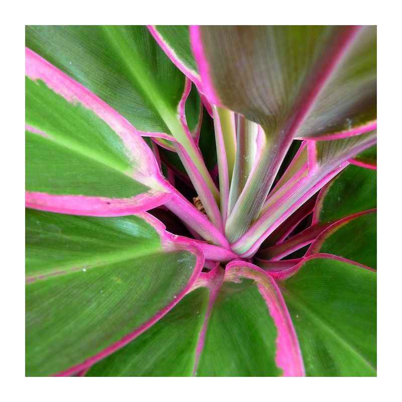 Danyvart Crinum green