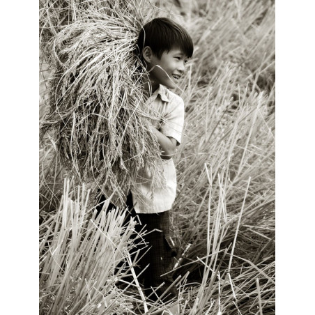 Jeff Périgois  Récolte du riz  Galerie Photo-Originale