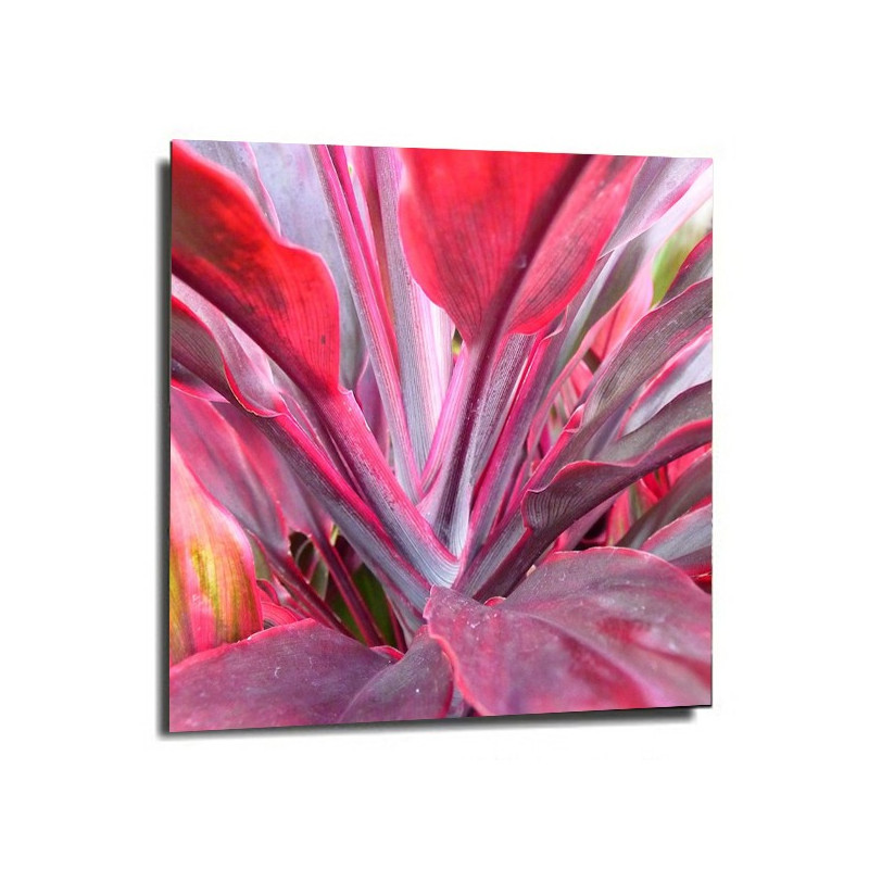 Danyvart Crinum red