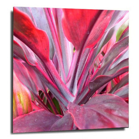 Danyvart Crinum red