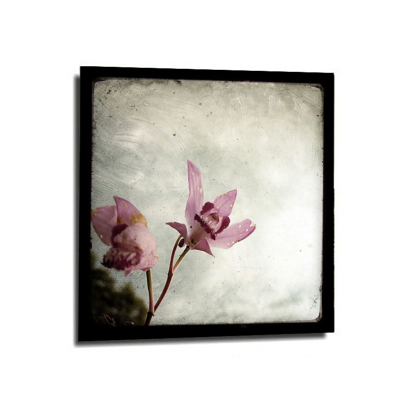 Photo Marc Loret - Orchidées roses