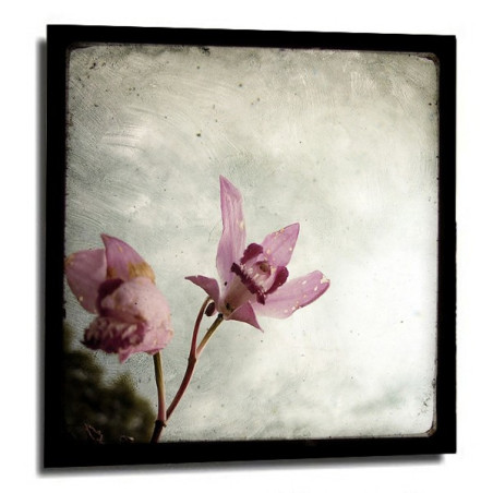 Photo Marc Loret - Orchidées roses