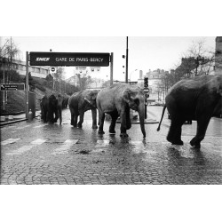 "American Circus 3"