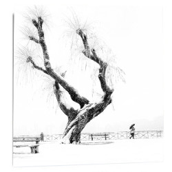 "Tree view" 2