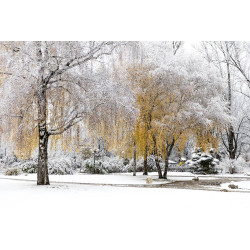 "flocons-d-automne"