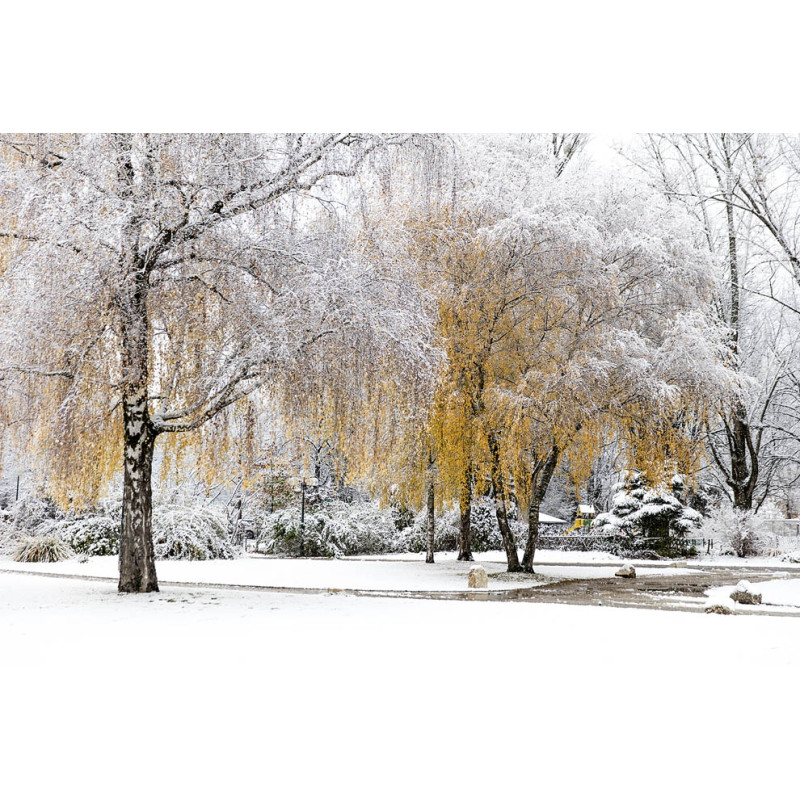 "flocons-d-automne"